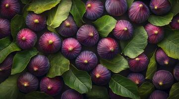 Delicious figs surrounded by vibrant green leaves ready for harvest in a natural setting photo