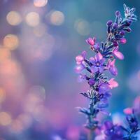 Beautiful purple flower in soft morning light with blurred background photo