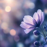 Beautiful purple flower in soft morning light with blurred background photo