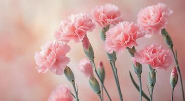 Pink carnations in a soft pastel background create a serene floral display photo
