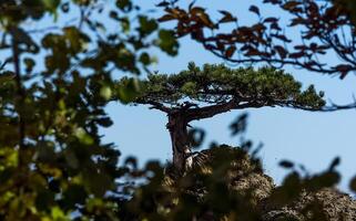 Mountains and forests of Crimea. coniferous and deciduous trees on the hills of mountains and rocks photo