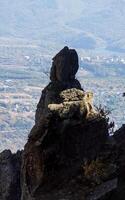 Mountains and forests of Crimea. coniferous and deciduous trees on the hills of mountains and rocks photo