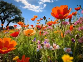 Vibrant wildflower field under blue sky photo