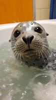 Curious seal in water photo