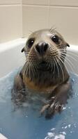 Adorable seal pup in bathtub photo