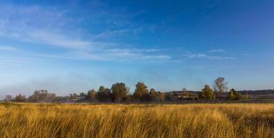 Nature landscape is forest and grass. Beautiful photo