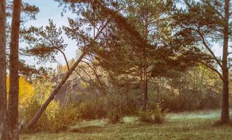 Nature landscape is forest and grass. Beautiful photo