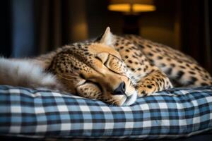 Sleeping leopard curled up on a checkered pillow photo