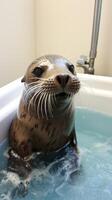 cute seal taking a bath photo