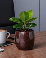 Small ficus plant in a brown pot on a wooden desk photo