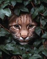 Close up of a lynx hidden in green leaves photo