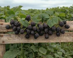 Freshly picked blackberries on a rustic wooden fence photo