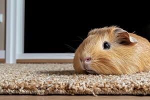 Close up of an adorable guinea pig on a carpet photo