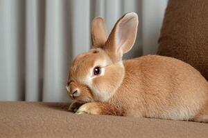 Adorable fluffy brown bunny rabbit relaxing on a couch photo