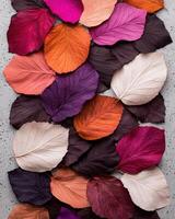 Autumn leaves in various colors arranged on a gray background photo