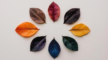 Autumn leaves arranged in a circle on a white background photo