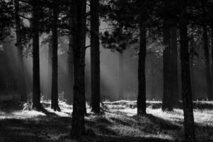 shadow of the coniferous forest. Sunbeams among dark trees. photo