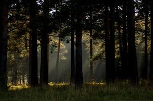 shadow of the coniferous forest. Sunbeams among dark trees. photo