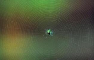 spider in its network sits in the center. The spider's catching net. photo