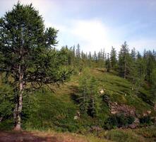 Taiga in Russian north. Coniferous forest in early September in the north. photo