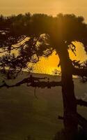 Sunset against pine tree and the sea. photo