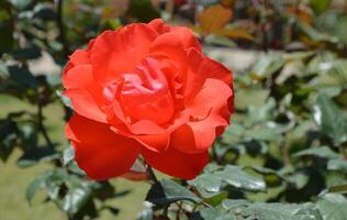Radiant Red Rose in Full Bloom photo