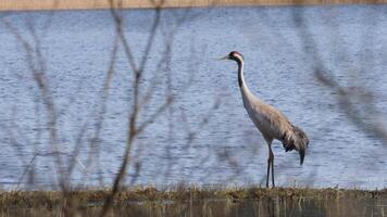 Common Crane Seen Between Branches and Lake Background video