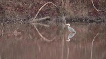 Grey Heron With Water Reflection standing in a Lake a Cold Morning video