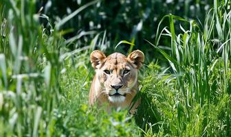 Lioness in the grass photo