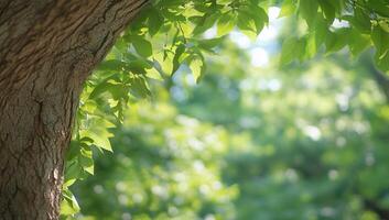 A close-up of green leaves on a tree trunk in a natural setting. photo