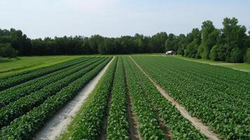 Aerial view of a lush farm field with rows of crops and trees. photo