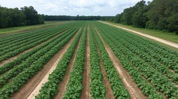 Aerial view of a lush green crop field with evenly spaced rows. photo