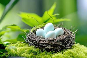 Nest of twigs and moss with pale blue eggs resting in a lush green forest under soft natural light photo