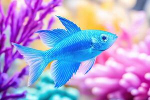 Vibrant tropical fish swim among colorful corals in a well-maintained aquarium photo