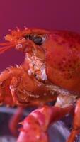 point of interest lobster cooking in table wood The lobster is getting ready.. Food close up. video