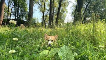 Corgi dog chewing grass while lying in the forest in summer video