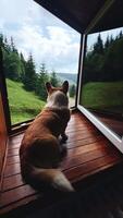 Dog enjoys a relaxing moment by the window, overlooking a scenic view of nature video