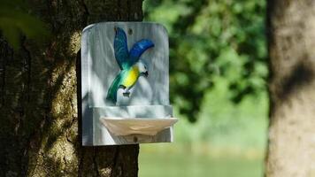 red-headed woodpecker flew to the feeder for seeds, close-up, slow motion video
