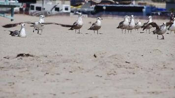 Group Of Seagulls Standing On Sand Beach Then All Taking Flight video