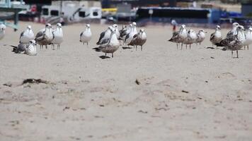 Group Of Seagulls Standing On Sand Beach Then Some Taking Flight video