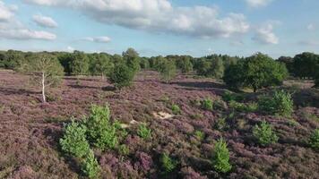 Aerial view of a vibrant heather field, showcasing a carpet of purple heather interspersed with various green trees and shrubs. video