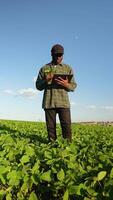 Farm worker inspecting soy with tablet at field. Vertical video