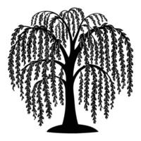 A graceful black silhouette of a willow tree with long, drooping branches that cascade downward like a curtain. vector