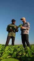 Two farmers stand on soybean field, discuss harvest, crops. Vertical video