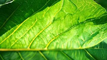 Close-up of a vibrant green leaf highlighting its intricate vein patterns and textures against a blurred nature background. video
