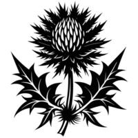 Scottish Thistle flower with leave vector
