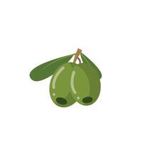 Branch with three ripe green olives vector