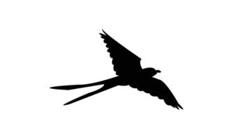 Flying Scissor Tailed Flycatcher Bird Silhouette Design And Illustration. vector