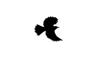 Bulbul Bird Flying Silhouette Design And Illustration. vector