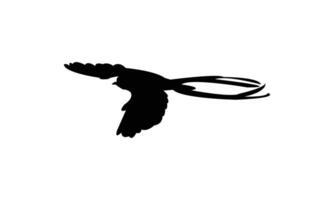 Scissor Tailed Flycatcher Bird Flying Black Silhouette Design And Illustration. vector